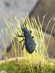 Polypleurus perforatus