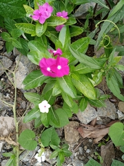 Catharanthus roseus