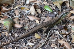 Trachylepis comorensis