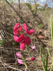 Galactia peduncularis