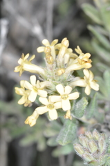 Mulguraea aspera