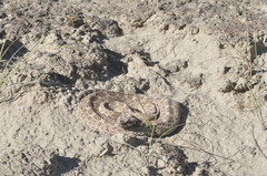 Bothrops ammodytoides