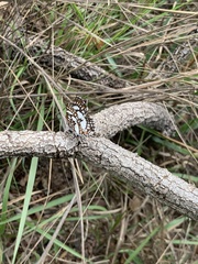 Ariconias glaphyra