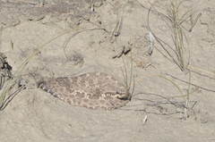 Bothrops ammodytoides