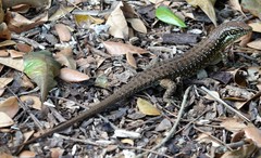 Trachylepis comorensis