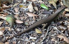 Trachylepis comorensis