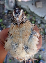 Coturnix