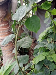 Angiospermae