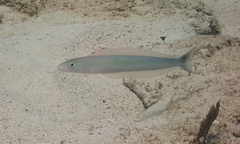 Malacanthus plumieri