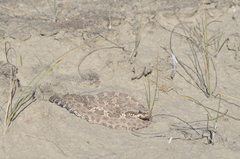Bothrops ammodytoides