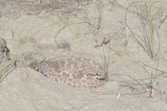 Bothrops ammodytoides