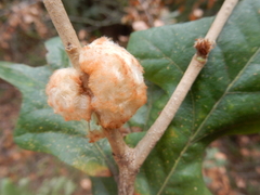 Striatoandricus aciculatus