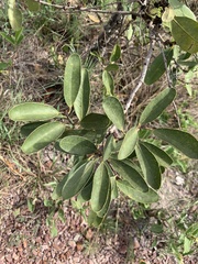 Salacia crassifolia