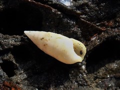 Cerithium nesioticum