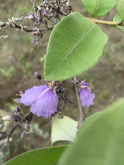 Qualea parviflora