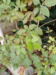 Magnoliopsida