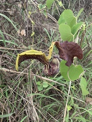 Aristolochia galeata