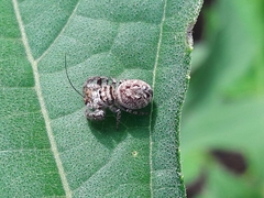 Metaphidippus albopilosus