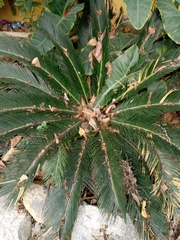 Cycas revoluta