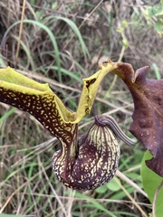 Aristolochia galeata