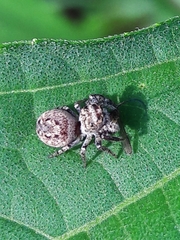Metaphidippus albopilosus