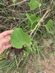 Aristolochia galeata