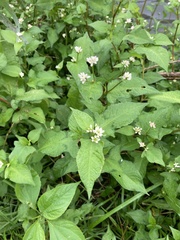 Persicaria thunbergii