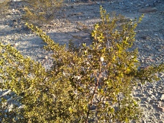 Larrea tridentata