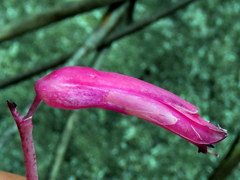 Lachenalia punctata