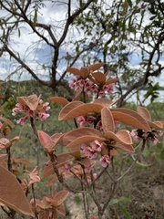 Pterandra pyroidea