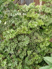 Polyscias fruticosa