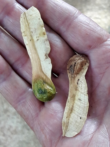Balsam of Peru (Myroxylon balsamum)