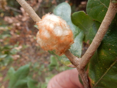 Striatoandricus aciculatus