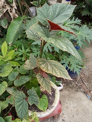 Magnoliopsida