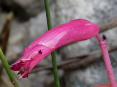 Lachenalia punctata