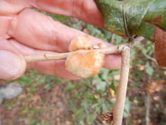 Striatoandricus aciculatus