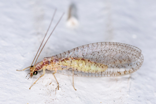 Eremochrysa punctinervis (McLachlan, 1869)