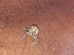 Naupactus bellus