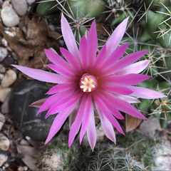 Coryphantha macromeris runyonii