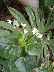 Begonia hirtella