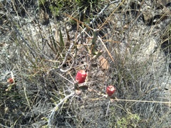 Cylindropuntia leptocaulis