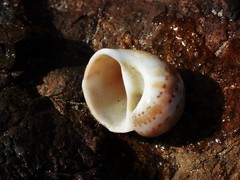 Naticarius alapapilionis