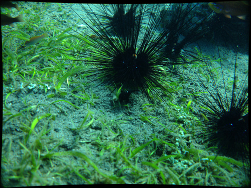 Sea Urchin