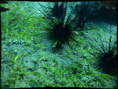 Sea Urchin