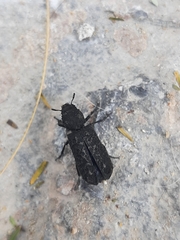 Lichenophanes spectabilis