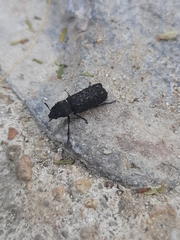 Lichenophanes spectabilis
