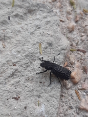 Lichenophanes spectabilis