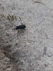 Lichenophanes spectabilis
