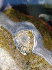 Siphonaria lessonii