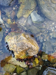 Siphonaria lessonii